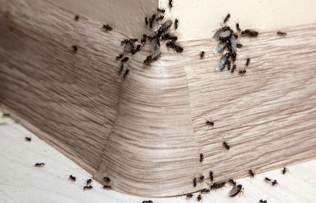 how do I get rid of ants on my Kitchen Counter
