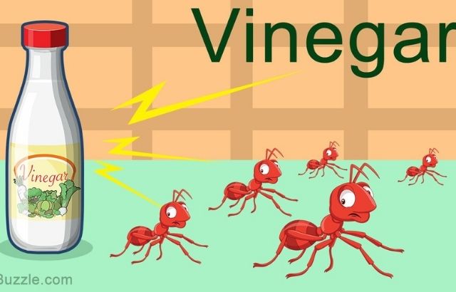 how to get rid of ants in the kitchen with vinegar