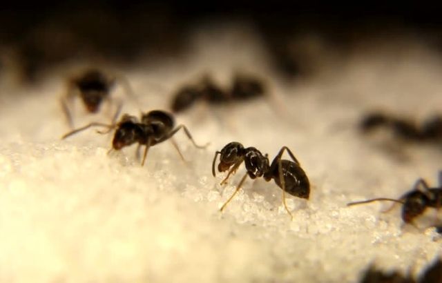 how to get rid of ants in the kitchen with baking soda