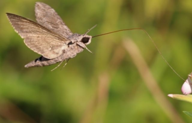 How to Get Rid of Moth Eggs on Ceiling