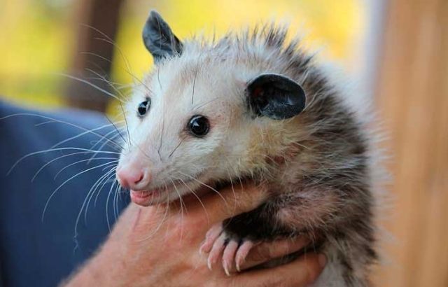 how to get a possum out of your garage