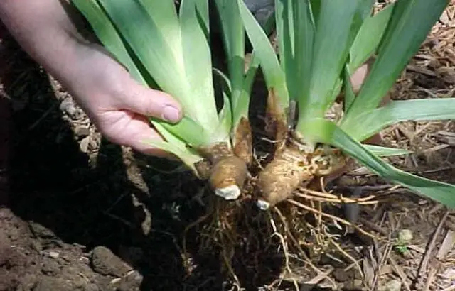 How to Store Iris Bulbs