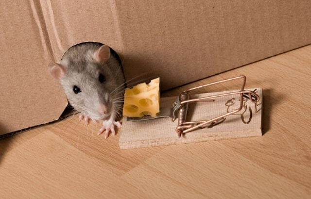 how to catch a possum