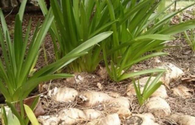 how to tell if iris bulbs are good