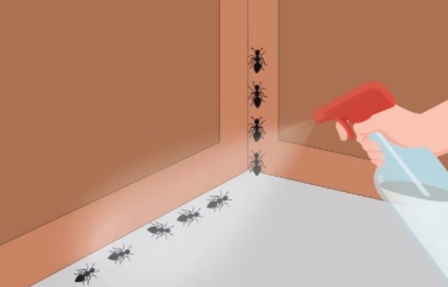 How To Get Rid Of Ants In The Kitchen With Baking Soda 10 Steps To Follow   Killing Ants 1 