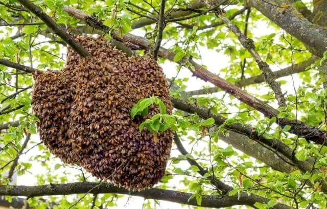 how to get rid of a small beehive