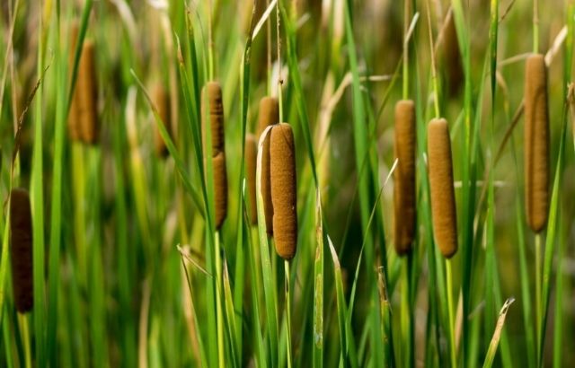 how to preserve cattails