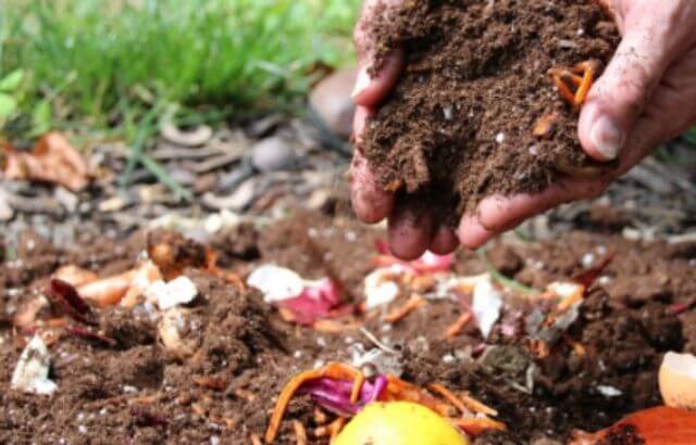 growing grass in red clay soil