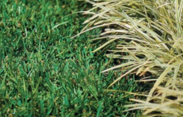 will bleach kill monkey grass