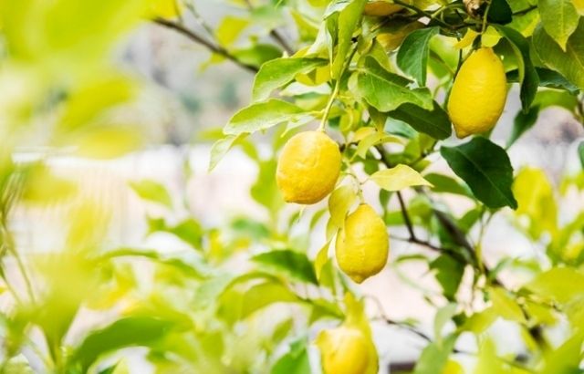 how far apart to plant citrus trees