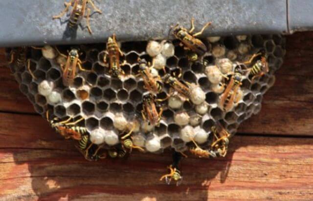 How to Get Rid of Bees under Siding