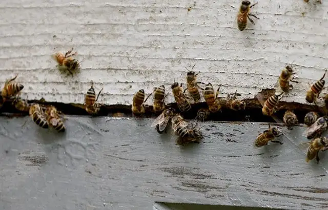 how to get rid of bees under siding