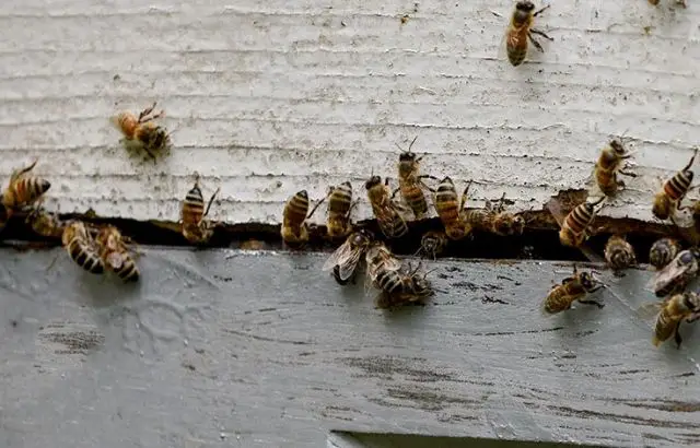 How To Get Rid Of Bees Under Siding A Detail Guide You Never Read