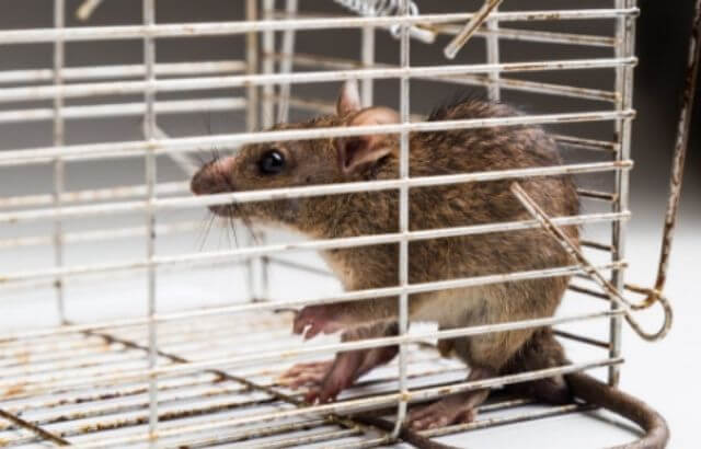 How to Get Rid of Rats in a Crawl Space