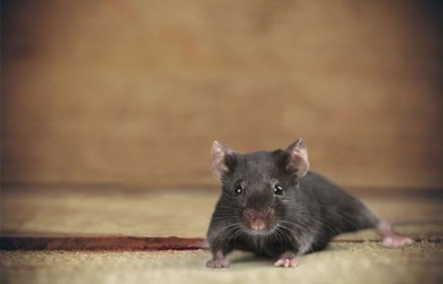 how to get rid of rats in a crawl space