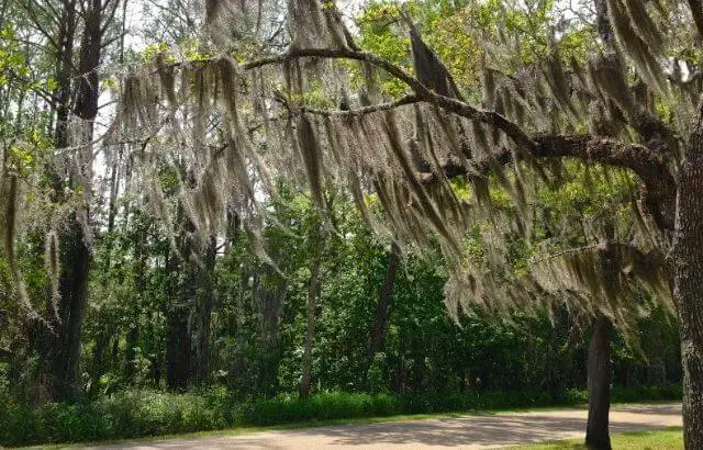 how to remove Spanish moss from the tree