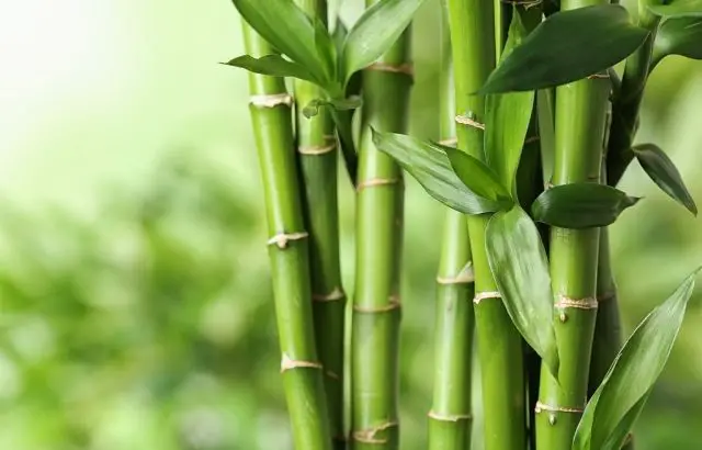 how to sell bamboo