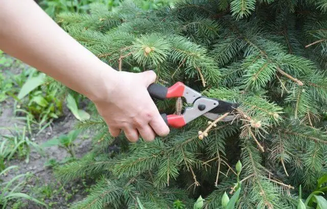 how to trim a pine tree