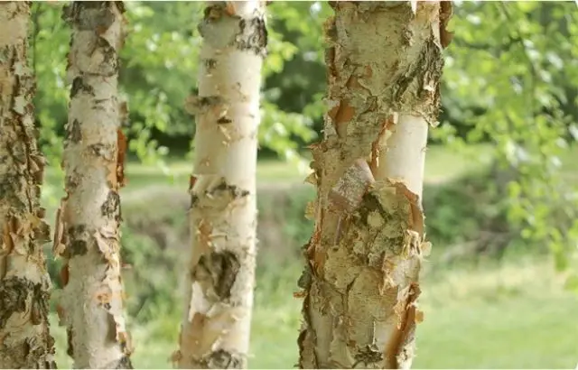 how to trim a river birch tree