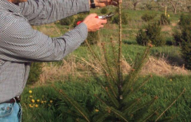 can you cut the bottom branches of a pine tree