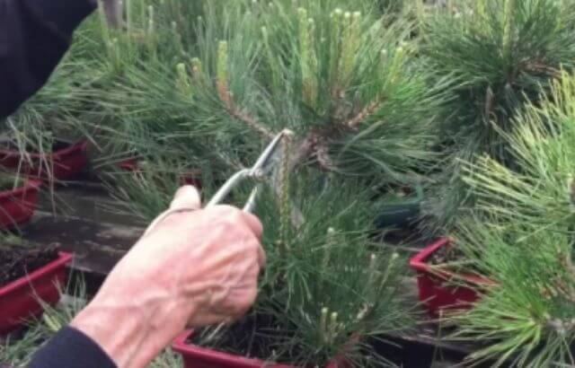 how to cut a pine tree