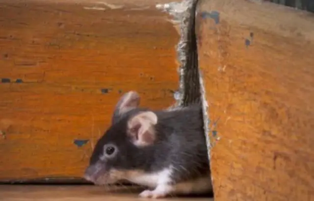 how to get rid of rats in walls and ceiling