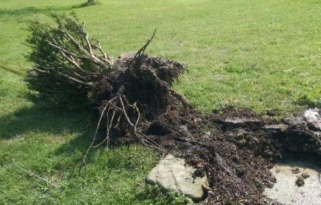 how to keep weeds out the wooded area