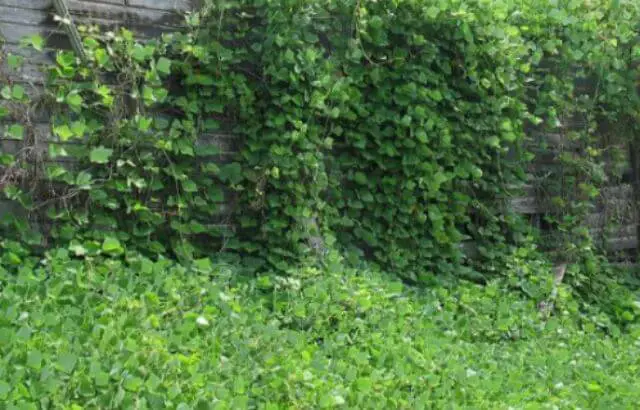 how to keep weeds out the wooded area