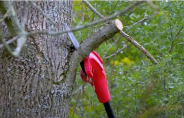 how to prune pine trees video