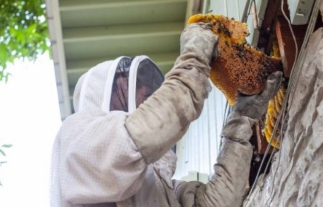 powdered insecticide for bees