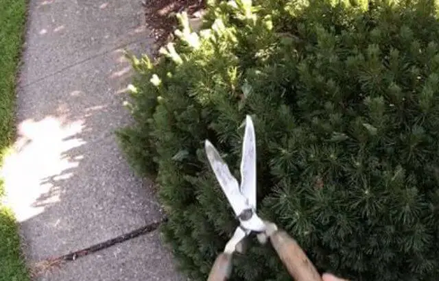pruning pine trees, japanese style