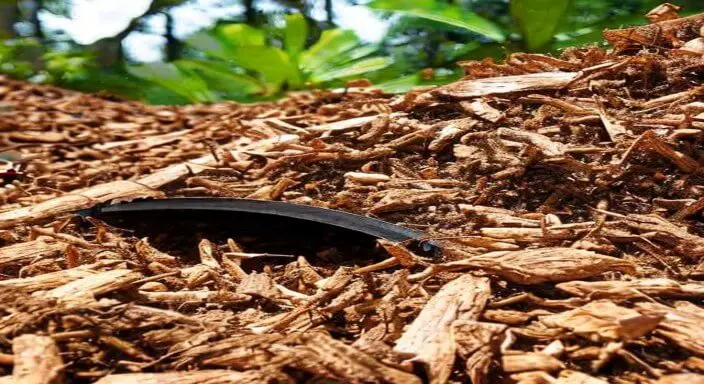 How To Get Rid Of Termites In Mulch Simple 7 Steps To Follow 0844