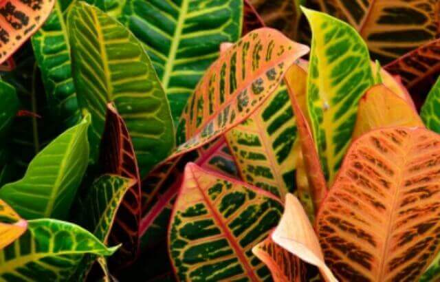 How to Care for a Croton Petra