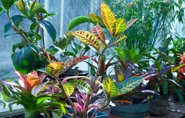 how to care for a croton Petra
