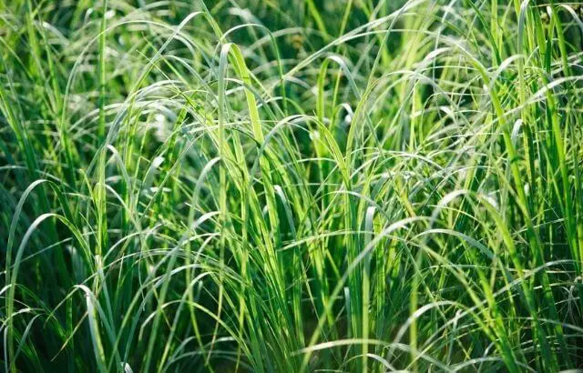how to get rid of Johnson grass