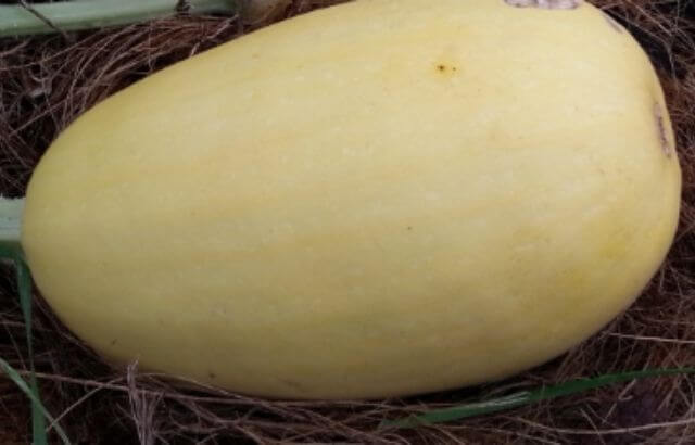 How to Grow Acorn Squash