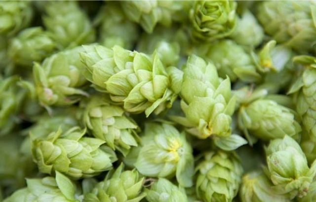 how to harvest hops