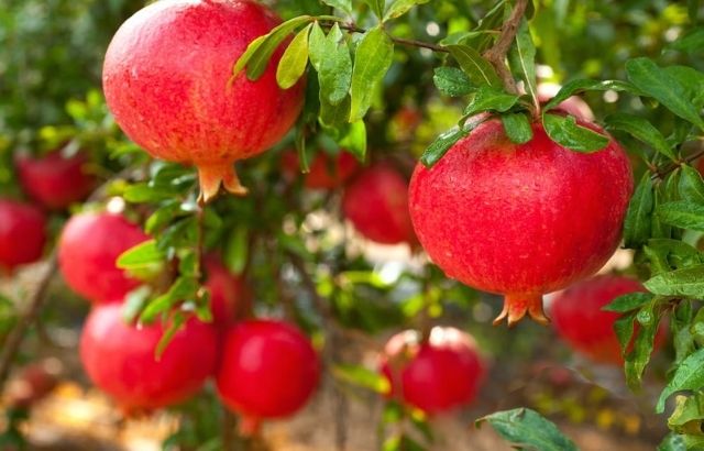 how to prune a pomegranate tree
