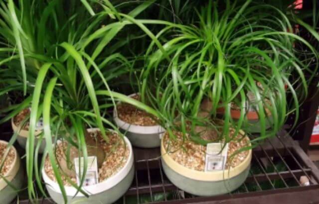 How to Trim a Ponytail Palm 