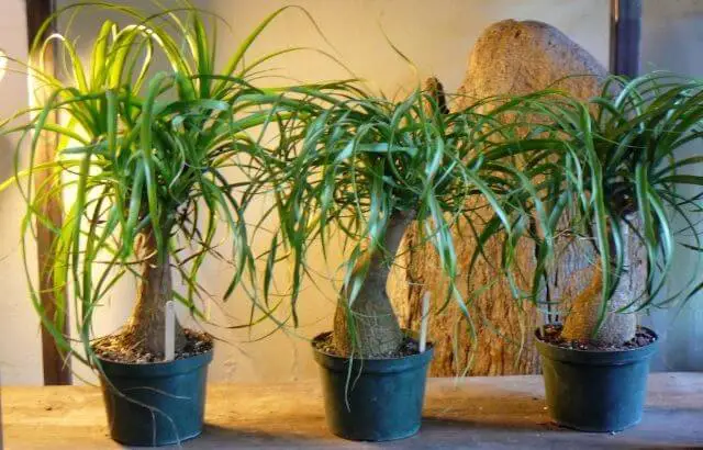 how to trim a ponytail palm