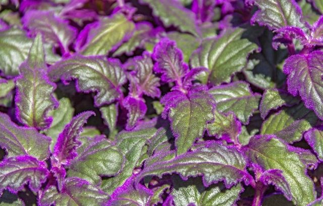 purple passion plant care & growing