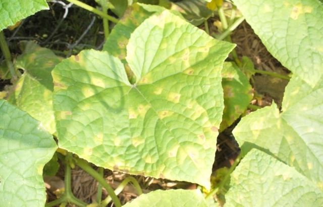 why cucumber leaves turn yellow and die