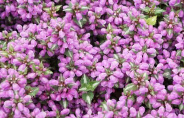 creeping thyme seeds