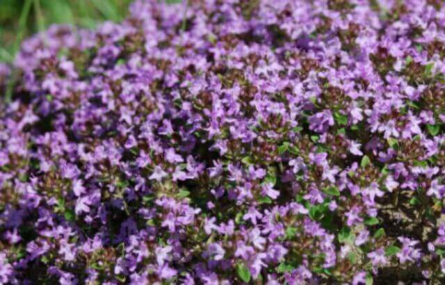 creeping thyme varieties