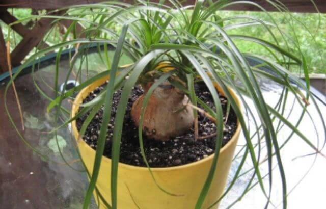 ponytail palm multiple heads