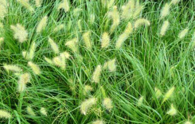 How to Get Rid of Foxtail in Pasture 