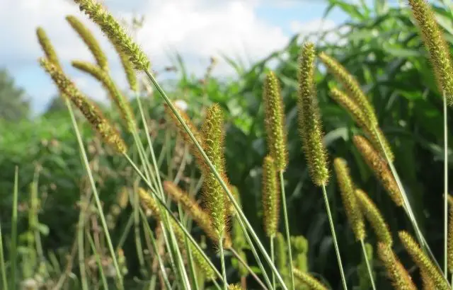 how to get rid of foxtail in pasture