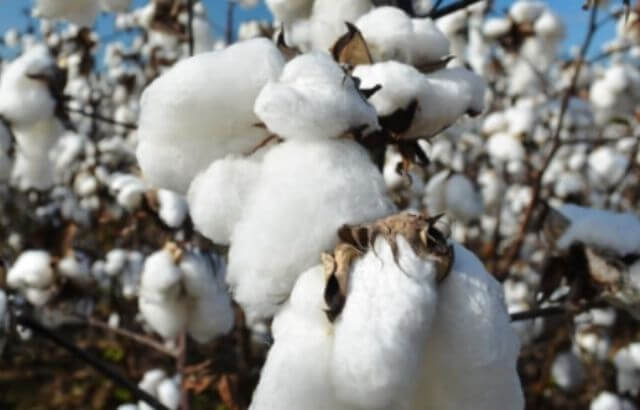 How to Grow Cotton