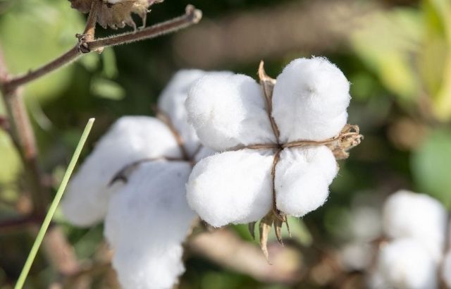 how to grow cotton