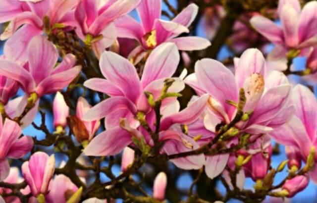 How to Grow Magnolia Tree from Seed